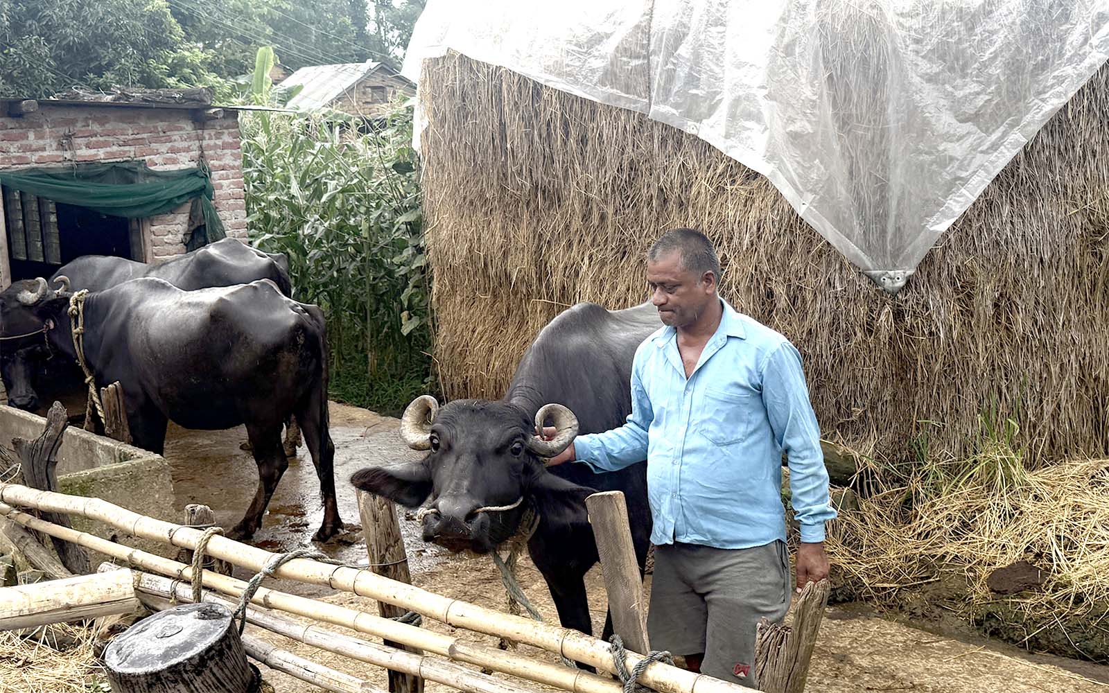 कर्णालीको असफल मुर्रा भैंसी योजनाः खर्च ३५ करोड, गोठ रित्तै