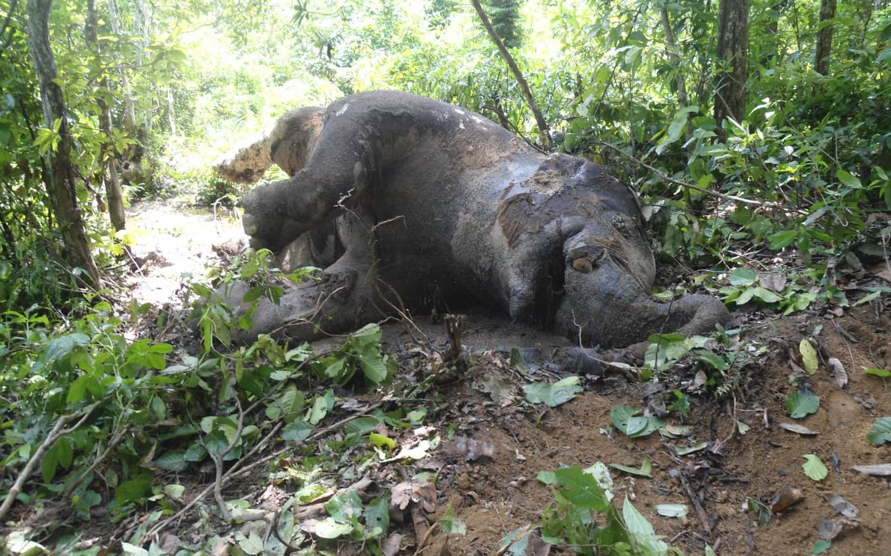 Elephant-poaching--2-(1)-1774350763.jpg