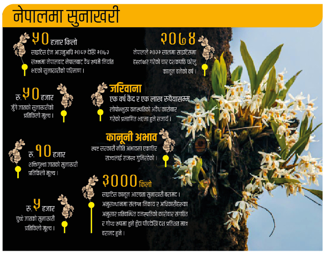Sunakhari-infographics-1775044179.jpg
