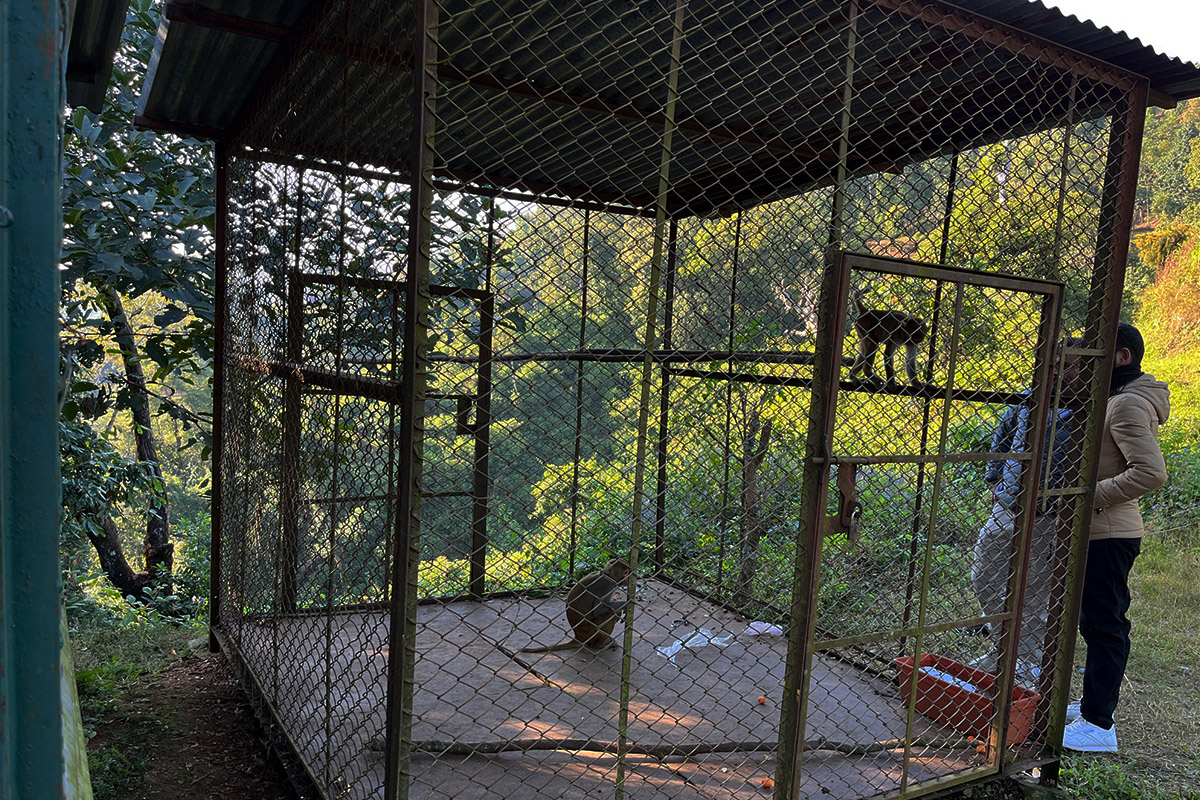 monkey-pokhara-03_7QuPaAJfSh-copy-1780899507.jpg