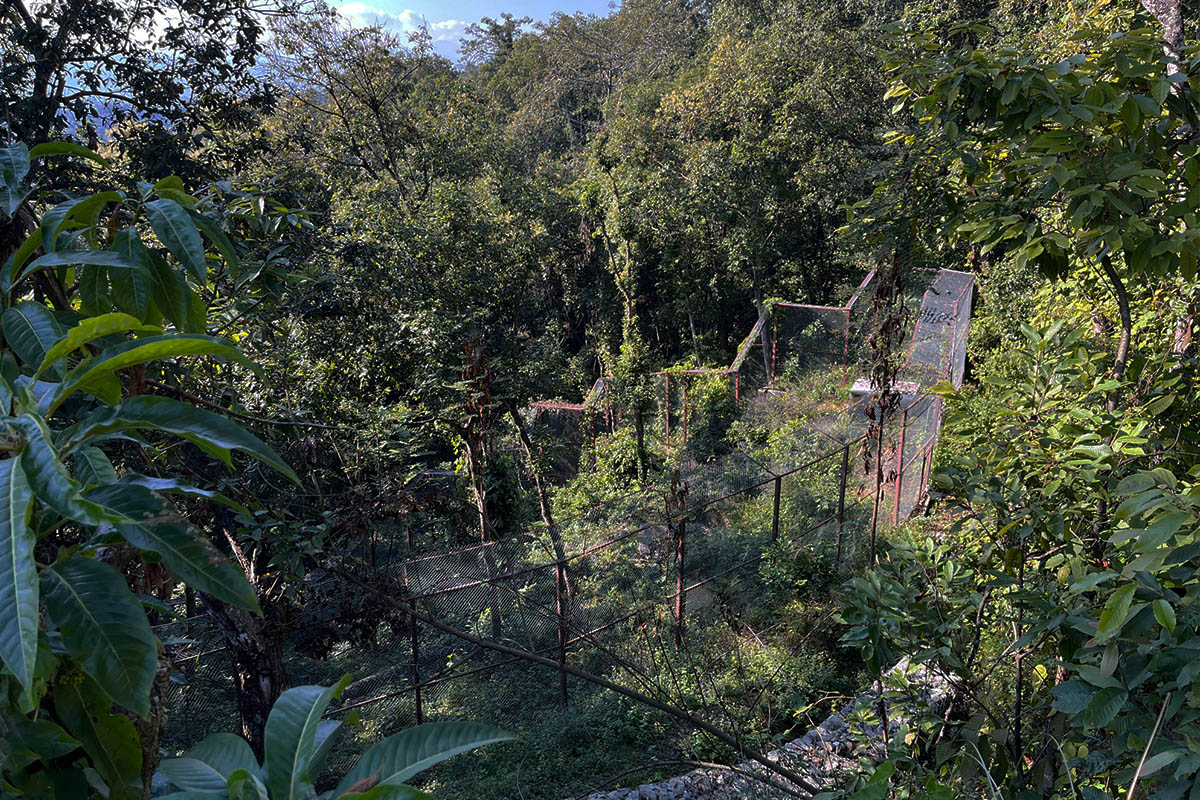 monkey-pokhara-09_98AnUdnvjH-copy-1780899511.jpg